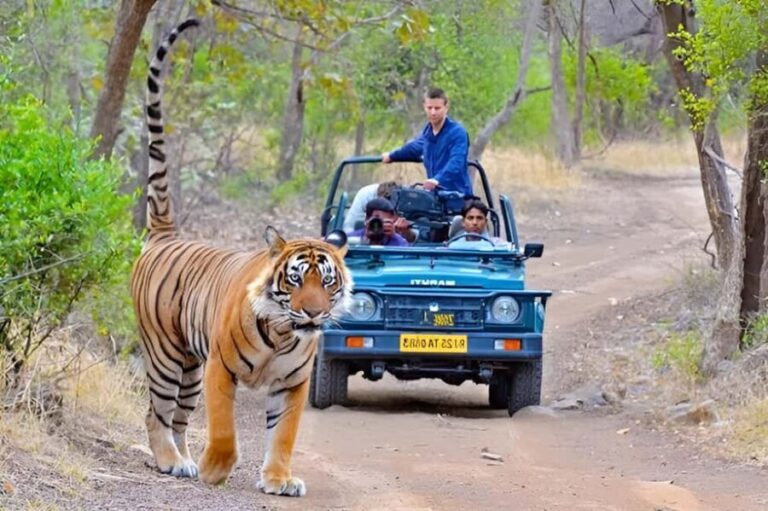 From Delhi: 4 Days Golden Triangle Tour with Ranthambore - What This Tour Means for You