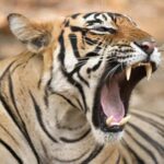 From Delhi: 4 Days Guided Tour to Agra, Ranthambore & Jaipur - What It Means for You