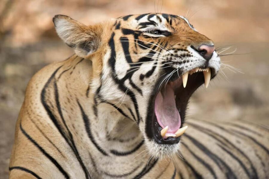 From Delhi: 4 Days Guided Tour to Agra, Ranthambore & Jaipur - What It Means for You