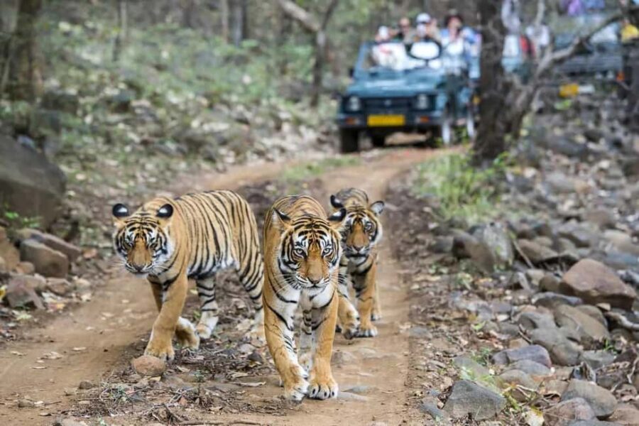 From Delhi: 5-Day Golden Triangle & Ranthambore Guided Tour - What Travelers Say and Why It Matters