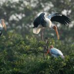From Delhi: 5 Day Golden Triangle, Safari, & Bird Sanctuary - Authentic Experiences & What Travelers Say