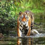 From Delhi: 5-Day Golden Triangle Tour & Ranthambore Tiger Safari - The Sum Up