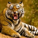 From Delhi: 5-Days Golden Triangle Tour with Tiger Safari - Authentic Highlights From Travelers