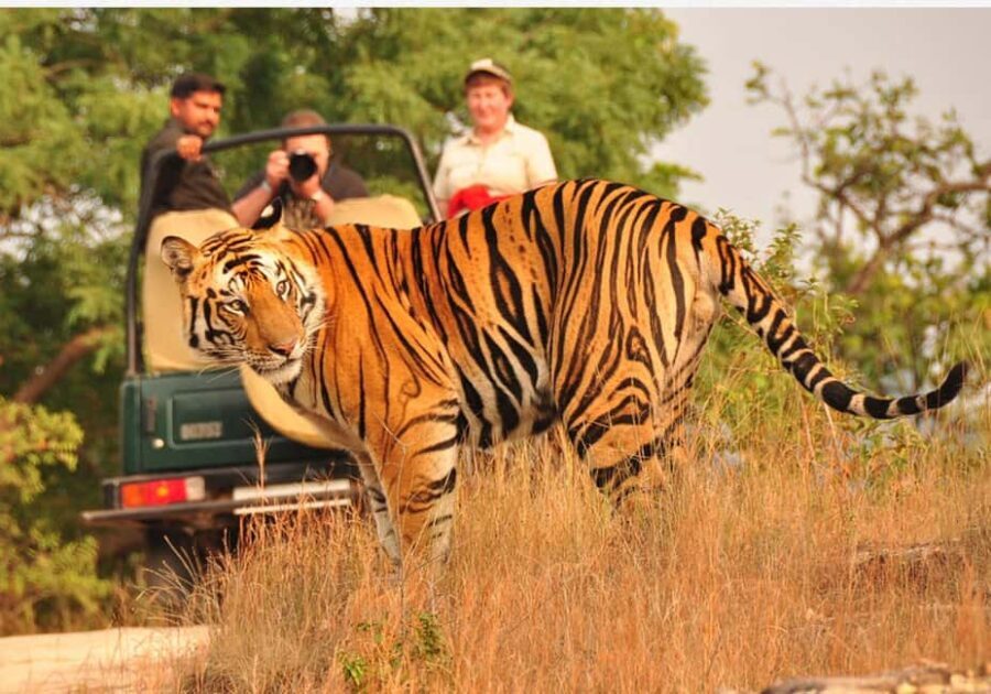 From Delhi: 6-Day Golden Triangle Tour with Ranthambore - What Makes This Tour Stand Out