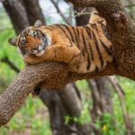 From Delhi : 6 Days Delhi, Jaipur, Agra & Ranthambore By Car - What Makes This Tour Stand Out?