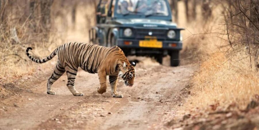 From Delhi : 6 Days Delhi, Jaipur, Agra & Ranthambore By Car - Who Should Consider This Tour?