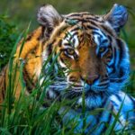 From Delhi: 8 Day Tiger Safari and Golden Triangle Tour - Authentic Experiences and Practical Details