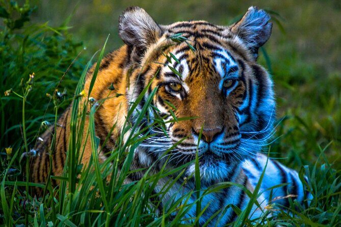 From Delhi: 8 Day Tiger Safari and Golden Triangle Tour - Authentic Experiences and Practical Details