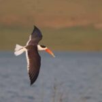 From Delhi: Chambal River Safari with Jeep and Boat Ride - Why This Tour Offers Good Value