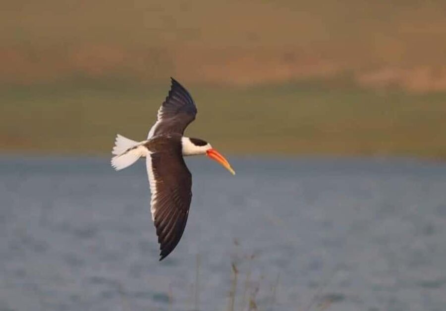 From Delhi: Chambal River Safari with Jeep and Boat Ride - Why This Tour Offers Good Value