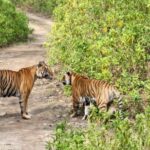 From Delhi: Delhi Ranthambore 3 Days Tour - What This Tour Means for You