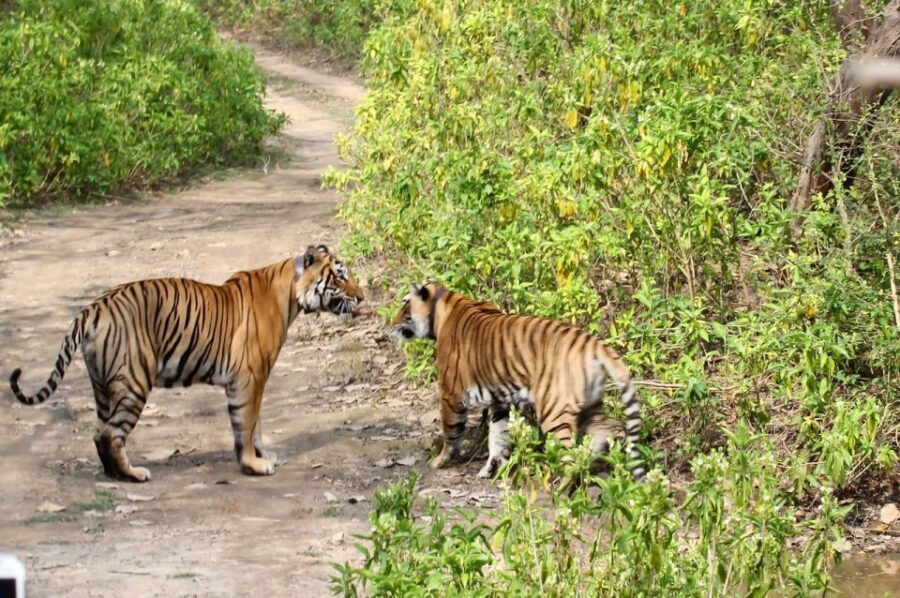 From Delhi: Delhi Ranthambore 3 Days Tour - What This Tour Means for You