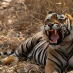 From Delhi: Golden Triangle & Ranthambore Tiger Safari 4 Day - The detailed scoop on this Indian adventure