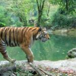 From Delhi: Jim Corbett National Park Tour by Car - Why This Tour Could Be Perfect for You