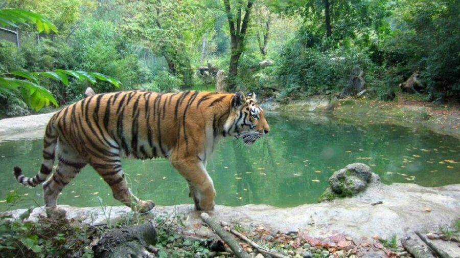 From Delhi: Jim Corbett National Park Tour by Car - Why This Tour Could Be Perfect for You