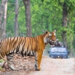 From Delhi: Ranthambore National Park Day Trip with Safari - Final Thoughts