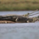 From Delhi: Same Day Taj Mahal tour with Chambal Safari - FAQs