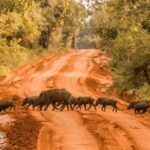 From Ella: Private Yala Safari & Transfer/Tangalle/Mirissa/Galla - Who Should Book This Tour?