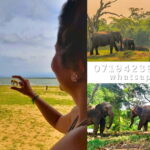 From Ella: Udawalawe National Park safari drop to Ella again - Authentic Experiences and Authentic Guides
