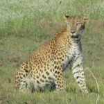 From Ella - Yala Safari - Drop-off : Galle/Mirissa/Hikkaduwa - A Closer Look at the Itinerary and Logistics