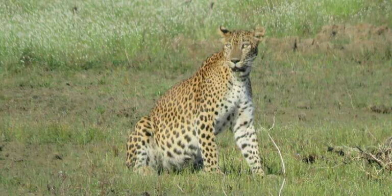 From Ella - Yala Safari - Drop-off : Galle/Mirissa/Hikkaduwa - A Closer Look at the Itinerary and Logistics