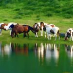 From Fukuoka: Mount Aso, Kurokawa Onsen, and Shrine Tour - Authentic Feedback from Travelers