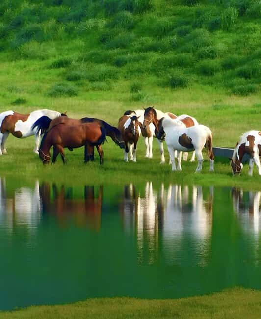 From Fukuoka: Mount Aso, Kurokawa Onsen, and Shrine Tour - Authentic Feedback from Travelers