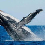 From Galle: All Inclusive Whales & Dolphin Watching Tour - In-Depth Look at the Itinerary