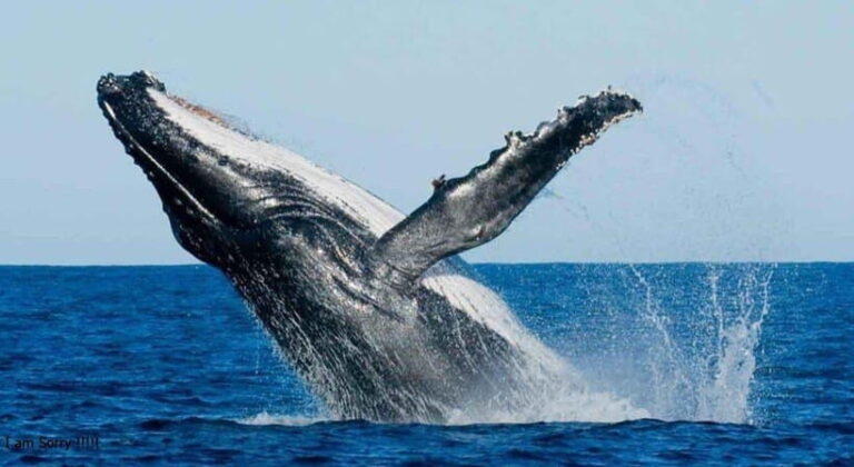 From Galle: All Inclusive Whales & Dolphin Watching Tour - In-Depth Look at the Itinerary