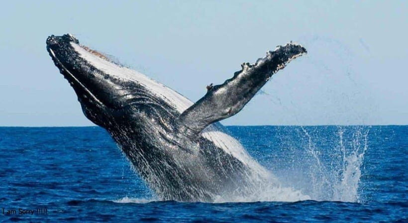 From Galle: All Inclusive Whales & Dolphin Watching Tour - In-Depth Look at the Itinerary