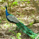 From Galle: Yala Day Trip with Free Entrance and Food - The Experience in Detail