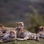 From Gwalior : Kuno National Park Safari Tour 3D/2N - Frequently Asked Questions