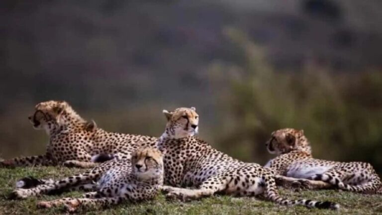 From Gwalior : Kuno National Park Safari Tour 3D/2N - Frequently Asked Questions