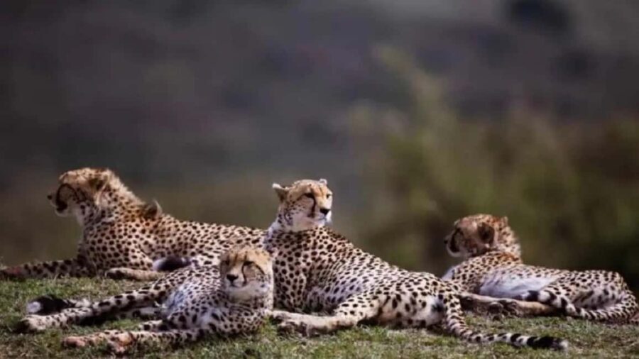 From Gwalior : Kuno National Park Safari Tour 3D/2N - Frequently Asked Questions