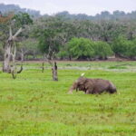 From Hambantota Port: Yala National Park Private Safari - Who Should Consider This Tour?