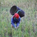 From Hanoi: THE BEST Day Trip to Mai Chau Explore Rural Villages - FAQs