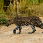 From Hikkaduwa/Mirissa/Galle/Tangalle - Yala Leopard Safari - Final Thoughts