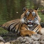 From Jaipur: 1 Night 2 Days Ranthambore Tiger Safari Tour - What Makes This Tour Stand Out?