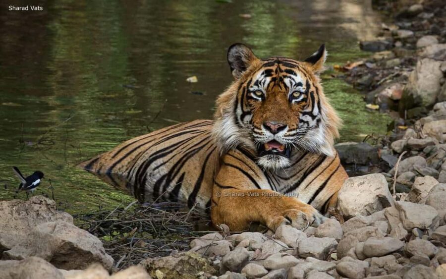From Jaipur: 1 Night 2 Days Ranthambore Tiger Safari Tour - What Makes This Tour Stand Out?