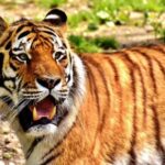From Jaipur: 2-Day Ranthambore Tiger Safari Tours India - What Makes This Tour Stand Out?