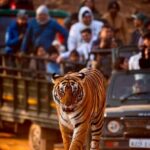 From Jaipur : 2 Days 1 Night Ranthambore Tiger Safari Tour - What Makes This Tour Stand Out