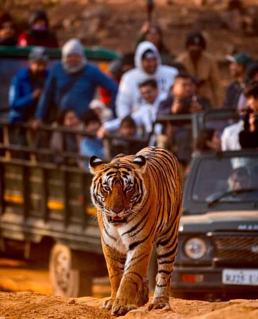 From Jaipur : 2 Days 1 Night Ranthambore Tiger Safari Tour - What Makes This Tour Stand Out