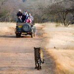 From Jaipur: 2 Days Private Tour of Ranthanbore Tigers Safari - Authentic Experience and Traveler Tips