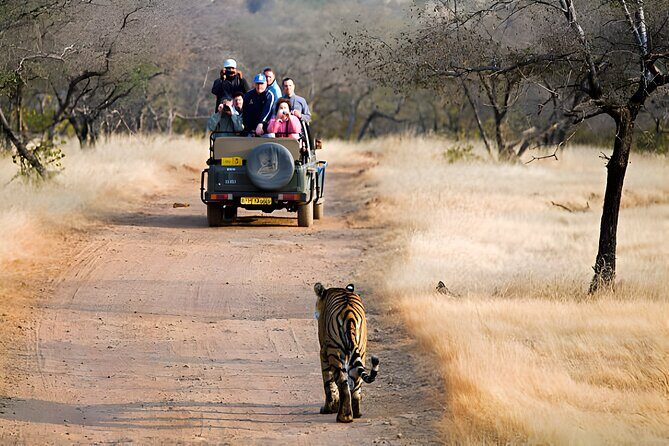 From Jaipur: 2 Days Private Tour of Ranthanbore Tigers Safari - Authentic Experience and Traveler Tips