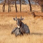 From Jaipur: One Day Trip to Ranthambore Tiger Safari - The Experience in Detail