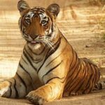 From Jaipur: Praivte Ranthambore Tour By Jeep Canter Safari - The Journey from Jaipur to Ranthambore