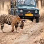 From Jaipur: Private Ranthambore Day Trip with Tiger Safari - The Sum Up: Is This Tour Right for You?