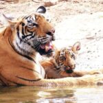 From Jaipur: Ranthambore National Park Day Trip with Safari - A Detailed Look at the Ranthambore Day Trip