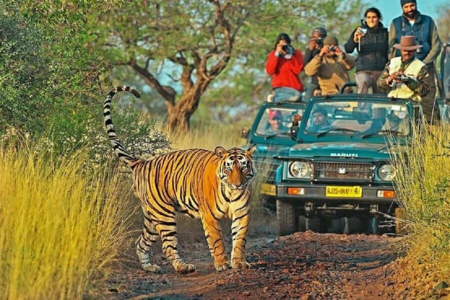 From Jaipur: Ranthambore National Park Day Trip with Safari - Practical Tips for Making the Most of Your Day Trip
