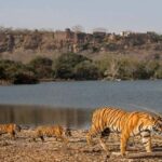From Jaipur: Ranthambore National Park Day Trip with Safari - The Value of the Experience